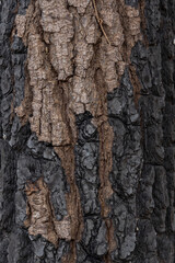 Texture of bark on Burnt trees after the bush fires on Kangaroo Island South Australia on may 10th 2021