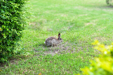 Naklejka na ściany i meble Rabbit sitting in a field of green grass