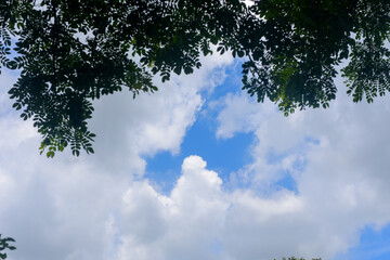 Tree branch over blue sky and clouds for background