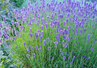 Lilac flowers on sprigs of lavender on a blurred background