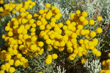 Flower heads of sardinian cotton lavender (Santolina insularis).