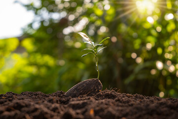New life plants growing from seeds on fertile ground, plant growth concept.