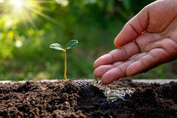 New life plants growing from seeds on fertile soil and farmer's hands irrigating trees, plant fertilization concept.