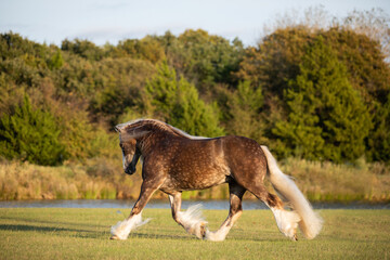 Gypsy Vanner