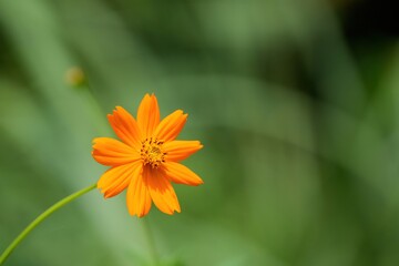 光を浴びて輝く満開のキバナコスモス