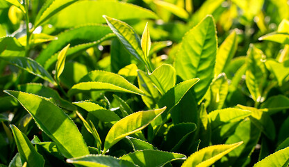Obraz premium Green tea bud and fresh leaves. Tea plantations.