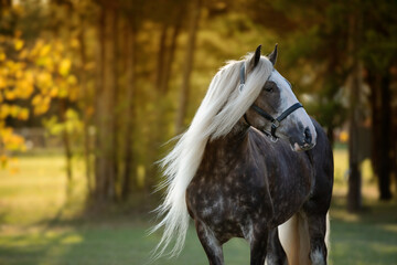 Gypsy Vanner head © Terri Cage 