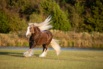 Silver Bay Gypsy © Terri Cage 