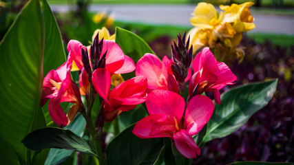 Canna Lilies' red flowers bloom in the botanical garden. The botanical name is Canna generalis