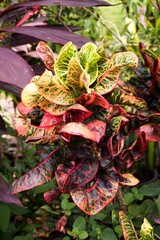 Codiaeum variegatium plants in nature garden © mansum008