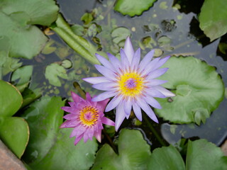 beautiful lotus flower blooming in a pot.