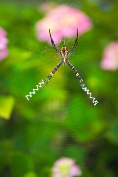 紫陽花の庭にいた女郎蜘蛛	