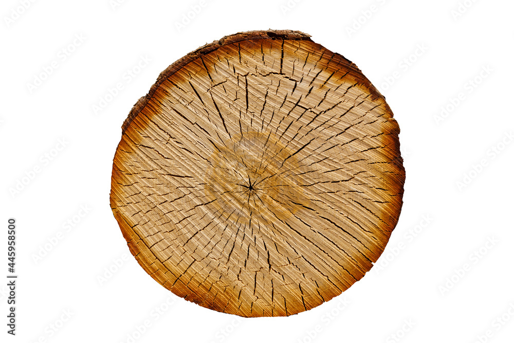 Poster birch trunk with cracks. wood texture. round cut tree isolated on white background