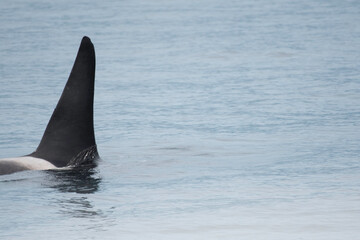 Fototapeta premium Dorsal fin of orca (killer whale)