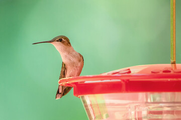 Hummingbird perched on feeder with blurred background	