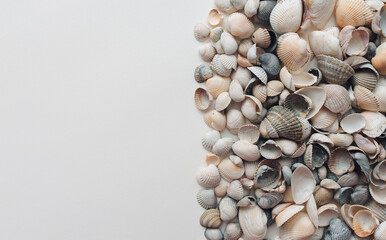 Light and gray seashells lie on white paper. Natural background with copy space.