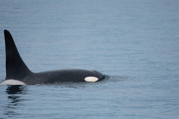 Orca (killer whale) swimming on the sea