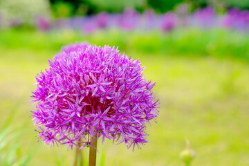 美しいアリウム