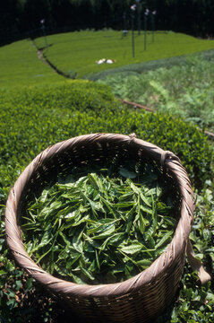 日本の伝統食品、お茶、摘みとったカゴの中の茶の葉