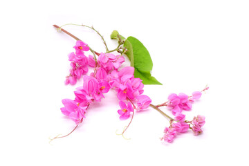 Edible flowers : Mexican creeper isolated on white background. Mexican creeper (Antigonon leptopus)...