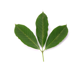 Rubber tree leaf isolated on white background. Para rubber tree (Hevea brasiliensis), also known as sharinga tree, seringueira,rubber tree or rubber plant