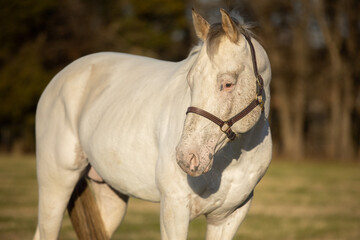 Appaloosa Stallion