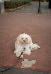 Little Pet Dog Sitting on Footpath with Lead Waiting with Copy Space