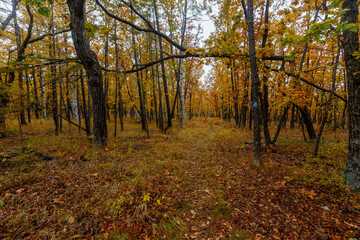 Sikhote-Alin Biosphere Reserve. Ecological hiking trail through a dense autumn forest.