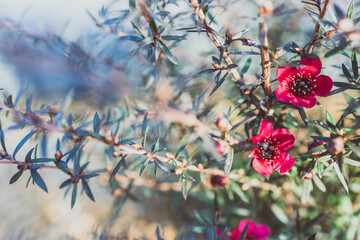 close-up of New Zealand Tea Bush plant with dark leaves and red flowers shot at shallow depth of field