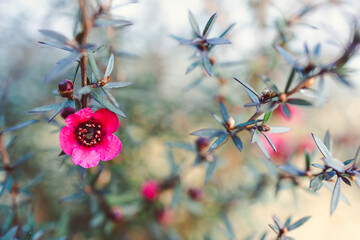 close-up of New Zealand Tea Bush plant with dark leaves and red flowers shot at shallow depth of field
