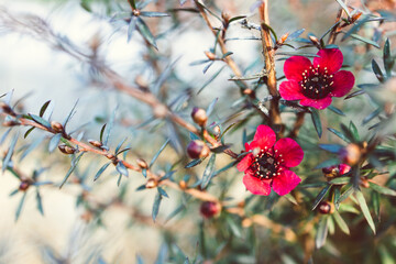 close-up of New Zealand Tea Bush plant with dark leaves and red flowers shot at shallow depth of field
