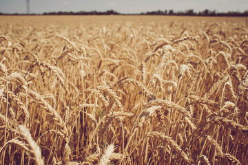 Wheat ears in the hand of the farmer. Rye in the field before harvesting.