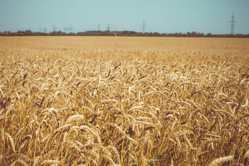 Wheat ears in the hand of the farmer. Rye in the field before harvesting.