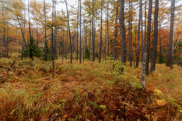 Sikhote-Alin Biosphere Reserve. Autumn reserved forest.