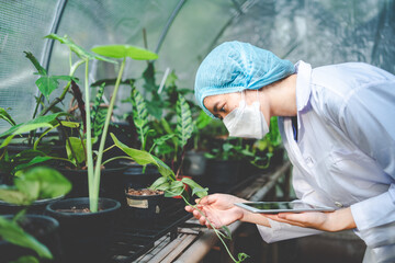 biology scientist working to research a growth plant in agriculture greenhouse, nature organic...