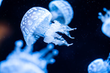 クラゲ © Hiroyuki