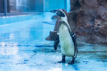 ペンギン