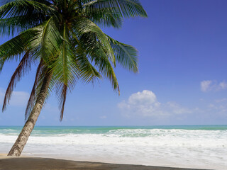 Plakat Coconut palm trees and tropical sea. Summer vacation and tropical beach concept. Coconut palm grows on white sand beach. Alone coconut palm tree in front of freedom beach Phuket, Thailand.