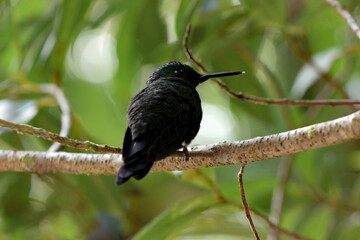 Hummingbird on a branch 