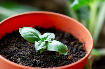 Small Basil in pot 