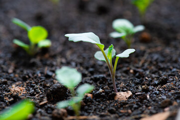 Gailan sprout