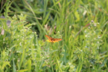 Butterfly In The Grass, Jasper National Park, Alberta