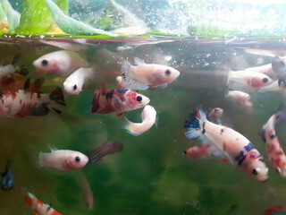 Betta fish in the water. cupang fish in aquarium. 