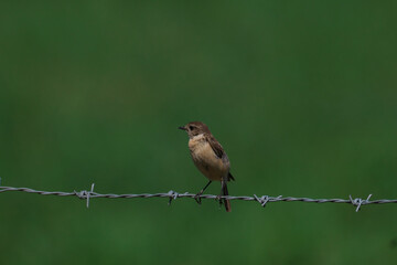 ノビタキのメス