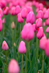 コロナ禍、春の日のチューリップたち