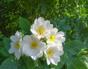 White rose hips on natural blurred background, selective focus