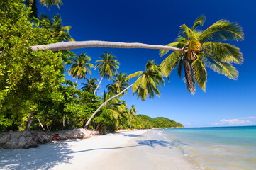 beach  palm in providencia