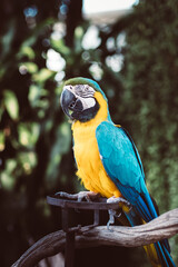 beautiful macaw parrot