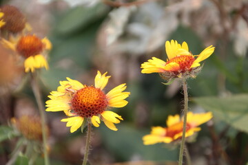 Julys Wildflowers, Jasper National Park, Alberta