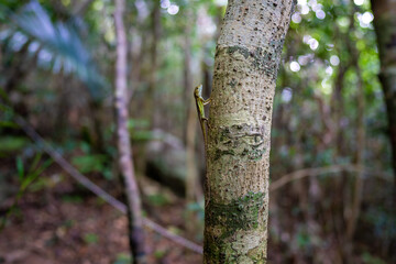 沖縄県石垣島の屋良部岳から見る風景 Ishigaki Okinawa Yarabu-dake